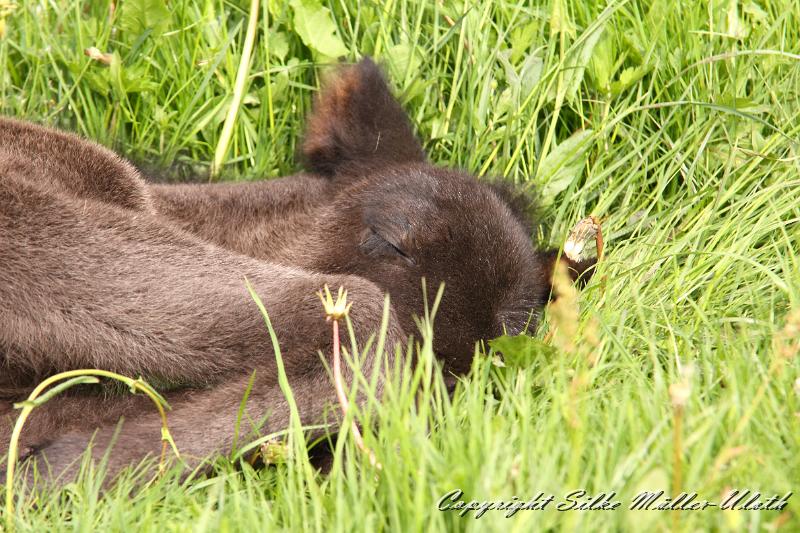 Konstantin v.JPG - Konstantin von Heidmoor